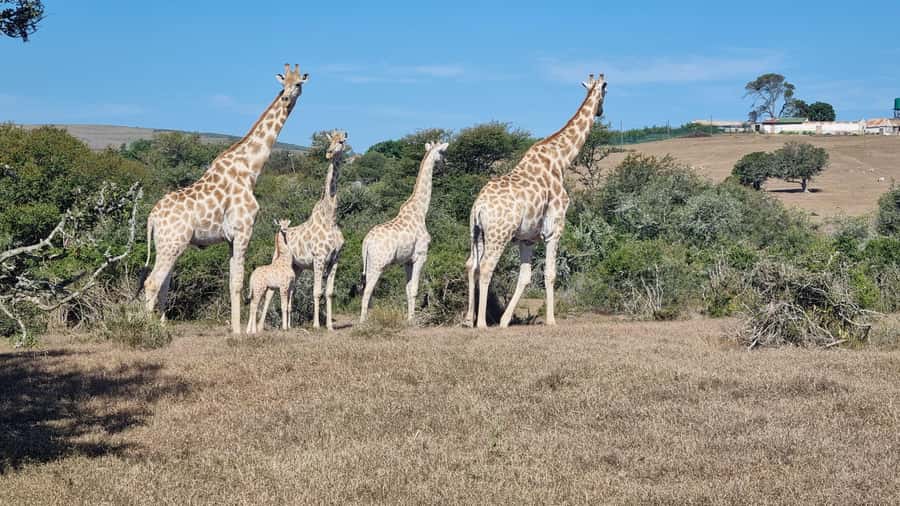 Port Elizabeth: Addo Park Safari with Giraffe Walk and Lunch - The safari vehicle and guide approach that helps you actually see animals