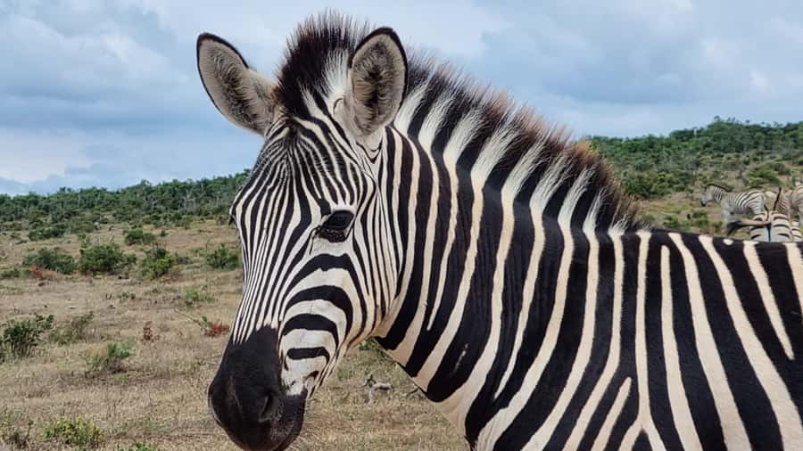 Port Elizabeth: Addo Park Safari with Giraffe Walk and Lunch - Lunch time in South Africa: braai or restaurant meal, and why it matters