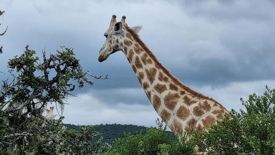 Port Elizabeth: Addo Park Safari with Giraffe Walk and Lunch - Big picture value for money: a 7 hour full day with real inclusions