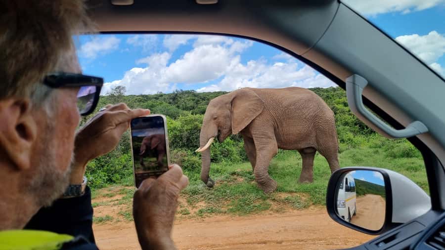 Port Elizabeth: Addo Park Safari with Giraffe Walk and Lunch - What to bring, what not to do, and who this isn’t for