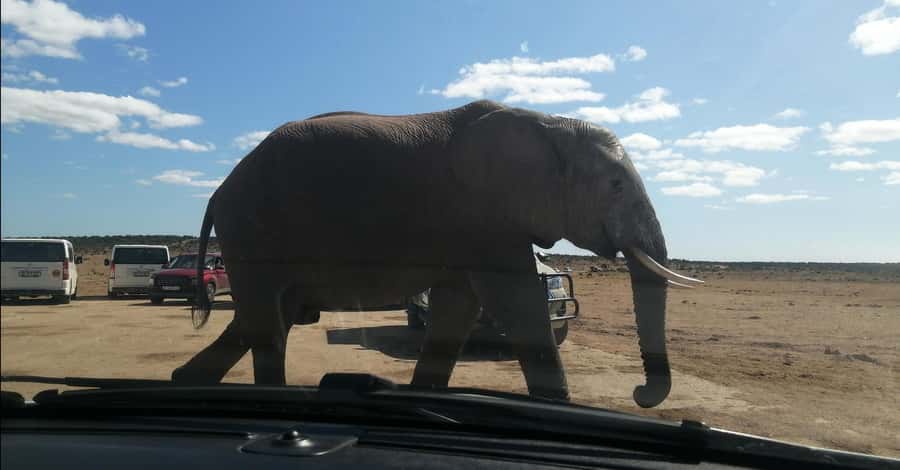 Port Elizabeth : Full-Day Addo Elephant Park Wildlife Tour - Key Highlights You Should Actually Care About