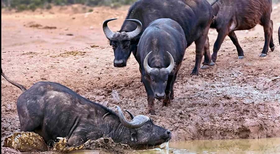 Port Elizabeth : Full-Day Addo Elephant Park Wildlife Tour - Who This Tour Is Best For (and Who Should Think Twice)