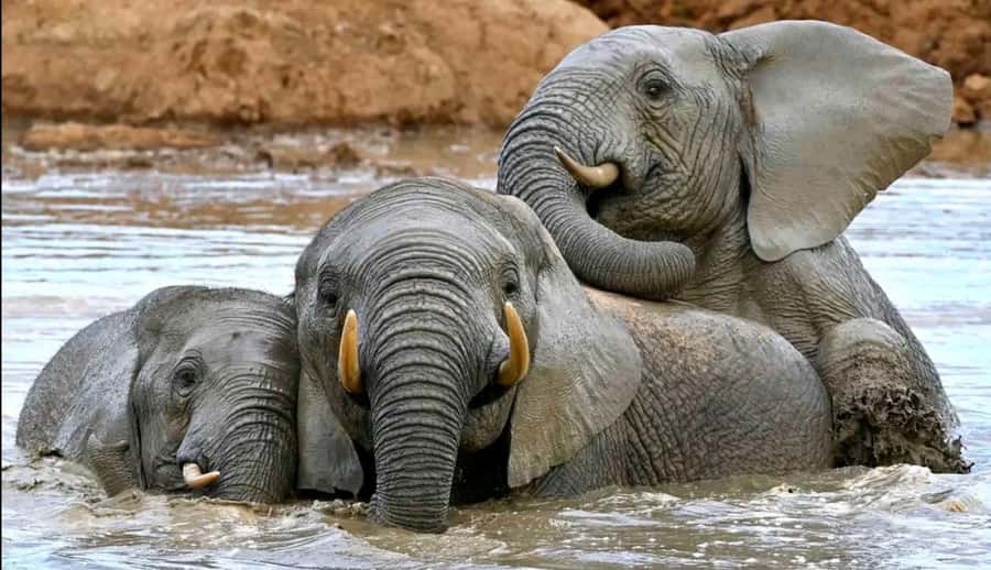 Port Elizabeth : Full-Day Addo Elephant Park Wildlife Tour - More Than the Big Five: Zebra, Antelope, and Birds