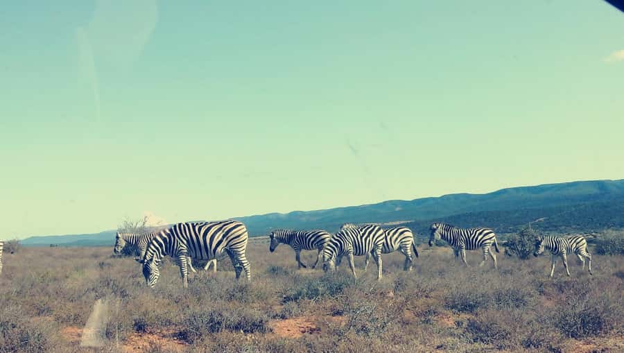 Port Elizabeth : Full-Day Addo Elephant Park Wildlife Tour - Lunch Inside the Park: What to Expect and What to Plan