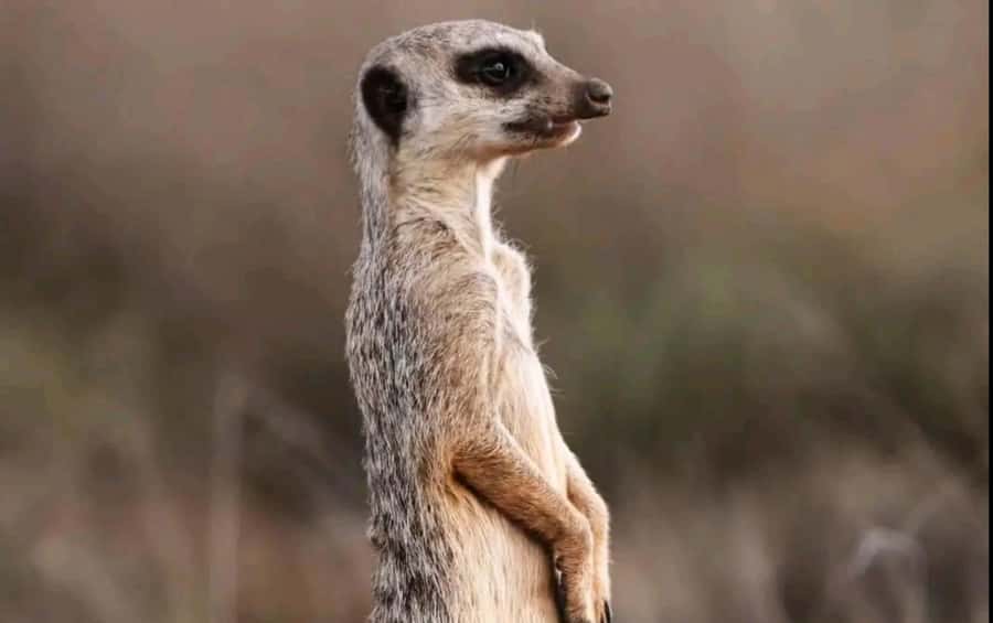 Port Elizabeth : Full-Day Addo Elephant Park Wildlife Tour - After Lunch: More Park Sections, Better Odds