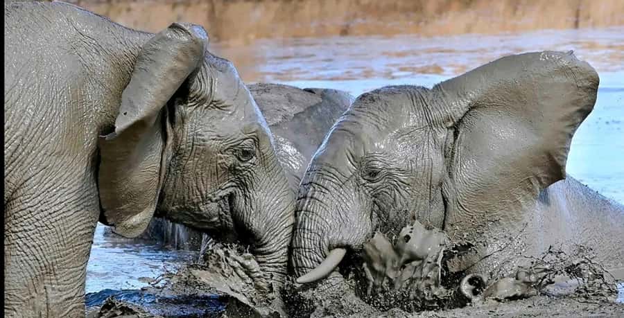 Port Elizabeth : Full-Day Addo Elephant Park Wildlife Tour - Guide, Coordination, and the Small-Group Feel
