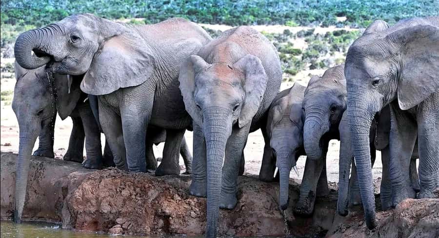 Port Elizabeth : Full-Day Addo Elephant Park Wildlife Tour - Price, Value, and What You Get for $156