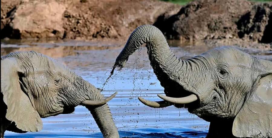 Port Elizabeth : Full-Day Addo Elephant Park Wildlife Tour - Practical Tips for a Smoother Safari Day