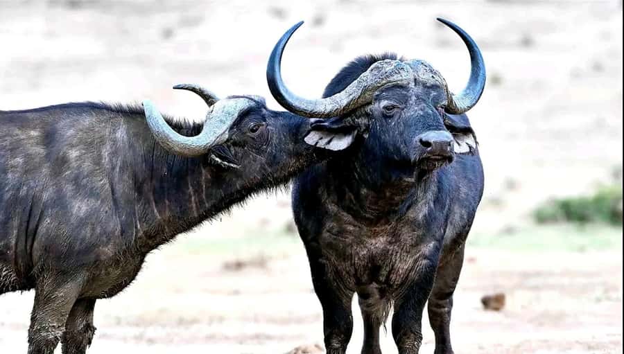 Port Elizabeth : Full-Day Addo Elephant Park Wildlife Tour - The Main Event Game Drive: 600+ Elephants and Big Five Chances