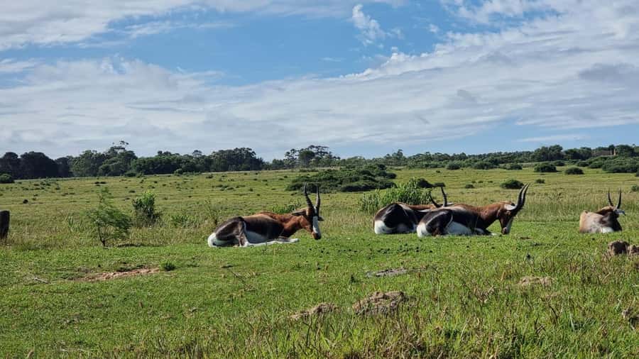 Port Elizabeth: Kragga Kamma Game Park Guided Tour - First Impressions: A Short Safari With Big-Game Targets