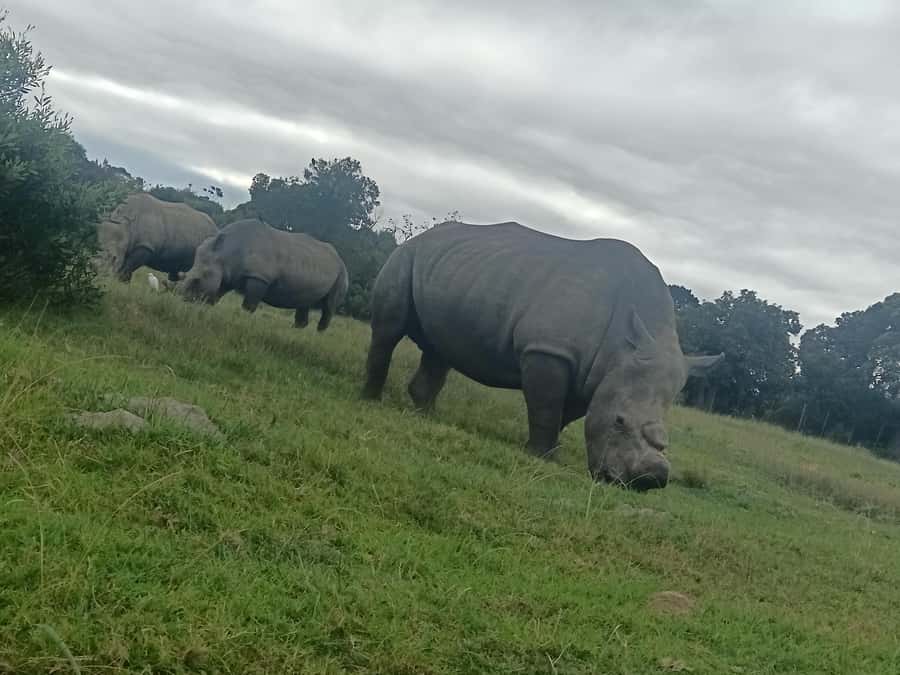 Port Elizabeth: Kragga Kamma Game Park Guided Tour - Getting There: Pickup From Multiple Port Elizabeth Neighborhoods