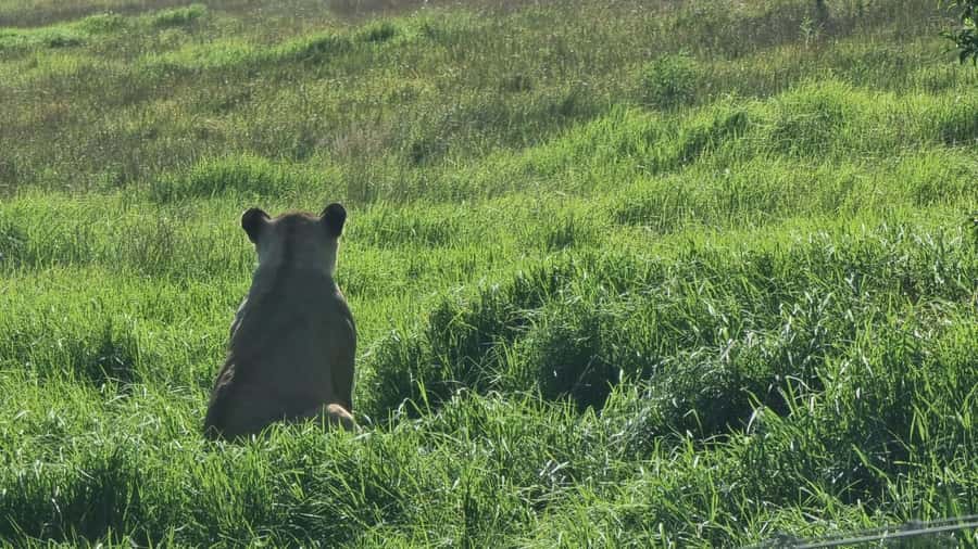 Port Elizabeth: Kragga Kamma Game Park Guided Tour - What You’ll See: Lions, Buffalo, White Rhinos, and Giraffes