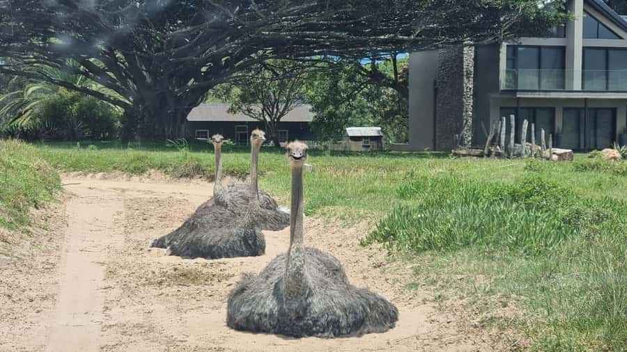 Port Elizabeth: Kragga Kamma Game Park Guided Tour - What You Learn on the Way: San Meaning and Park Background