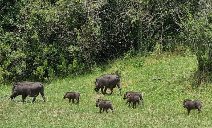 Port Elizabeth: Kragga Kamma Game Park Guided Tour - Views and Timing: Why the Scenic Stops Matter