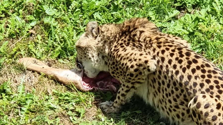Port Elizabeth: Kragga Kamma Game Park Guided Tour - Comfort Details That Make the Difference