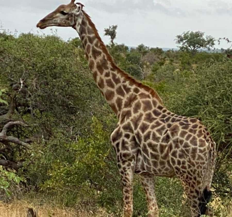 Port Elizabeth:Kragga Kamma Private game reserve safari - Coastal forest and grassland spotting plan