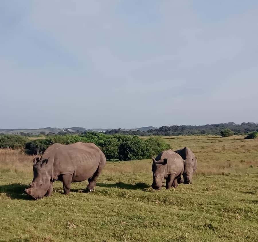 Port Elizabeth:Kragga Kamma Private game reserve safari - Wildlife you can look forward to, and what to do with partial sightings