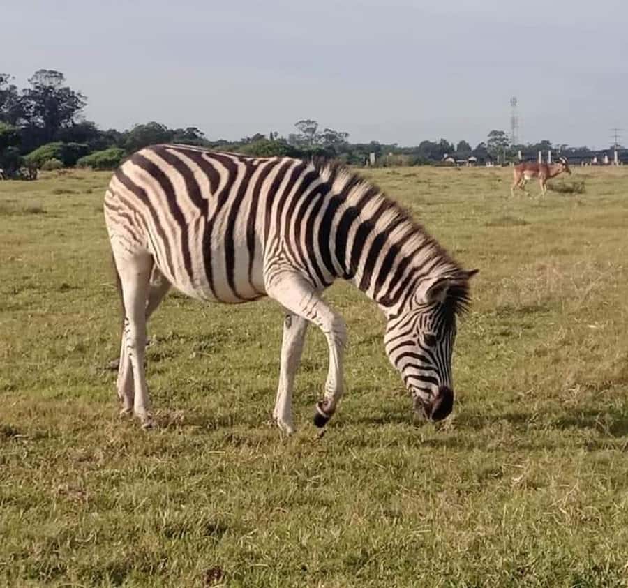 Port Elizabeth:Kragga Kamma Private game reserve safari - Snacks and water, plus what you should add yourself