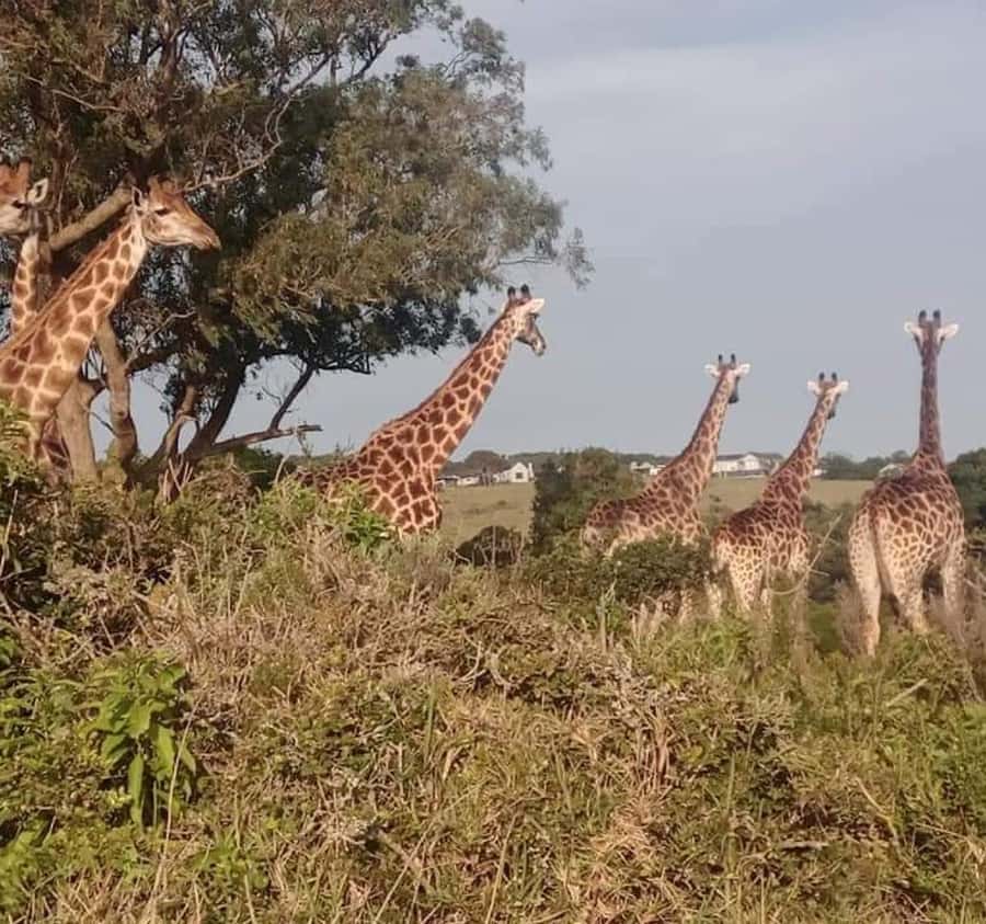 Port Elizabeth:Kragga Kamma Private game reserve safari - Who should book this safari, and who should skip it