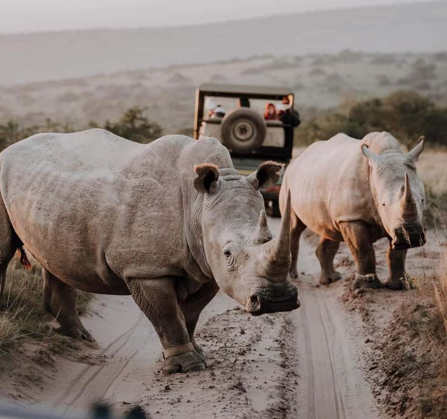 Port Elizabeth:Kragga Kamma Private game reserve safari - Kragga Kamma: small reserve, serious wildlife chance