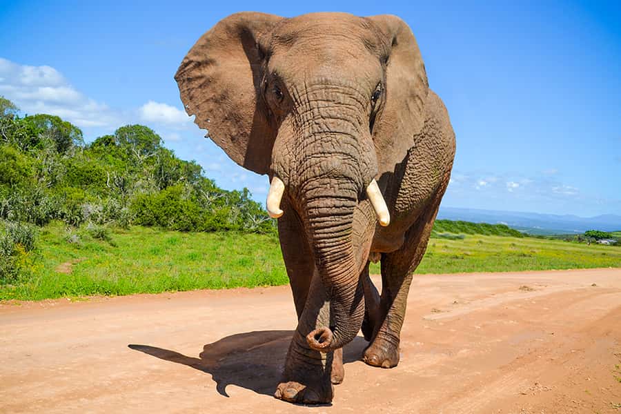 Port Elizabeth: Schotia Game Reserve Safari with Port Pickup - Schotia and Addo: Why This Safari Route Feels Different