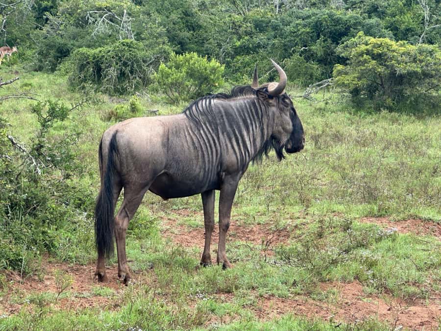 Port Elizabeth: Schotia Game Reserve Safari with Port Pickup - The Big 5 Chase: What You Can Aim For (and What You Should Let Go of)