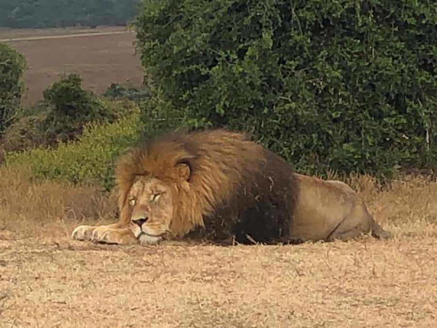 Port Elizabeth: Schotia Game Reserve Safari with Port Pickup - Real Safari Moments: How the Animal Encounters Usually Feel