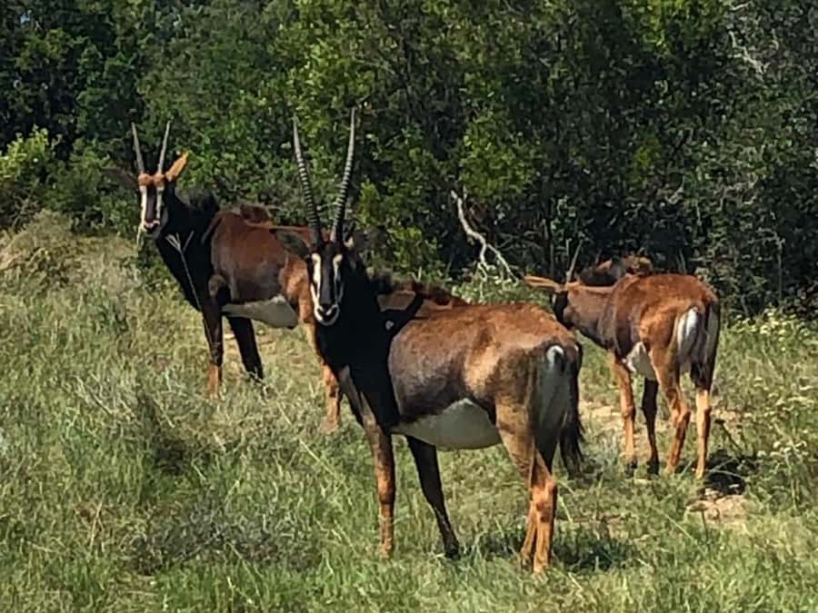 Port Elizabeth: Schotia Game Reserve Safari with Port Pickup - Price and Value: Is $233 a Good Deal for a Schotia Safari?