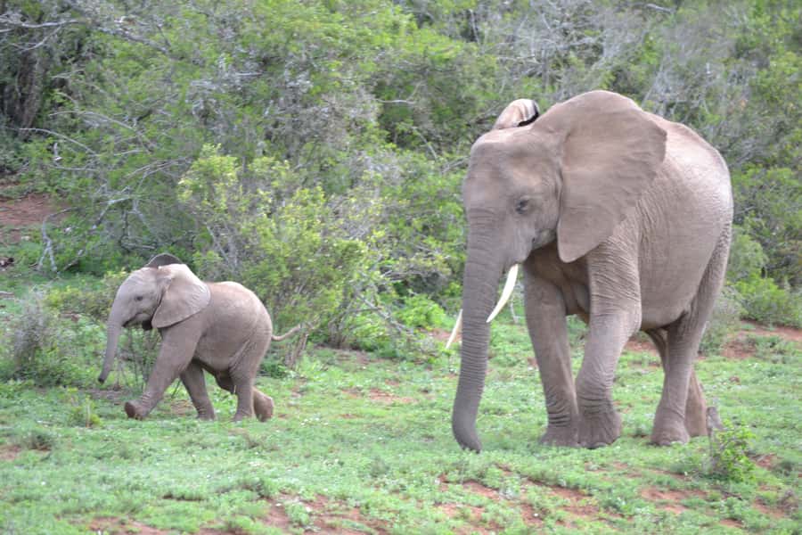 Port Elizabeth: Schotia Game Reserve Safari with Port Pickup - Who This Safari Fits Best (and Who Should Think Twice)