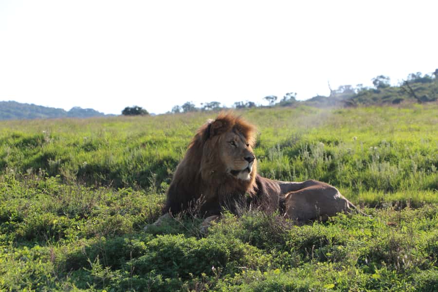 Port Elizabeth: Schotia Private Game Reserve Safari - Key Things That Make This Safari Worth Your Time