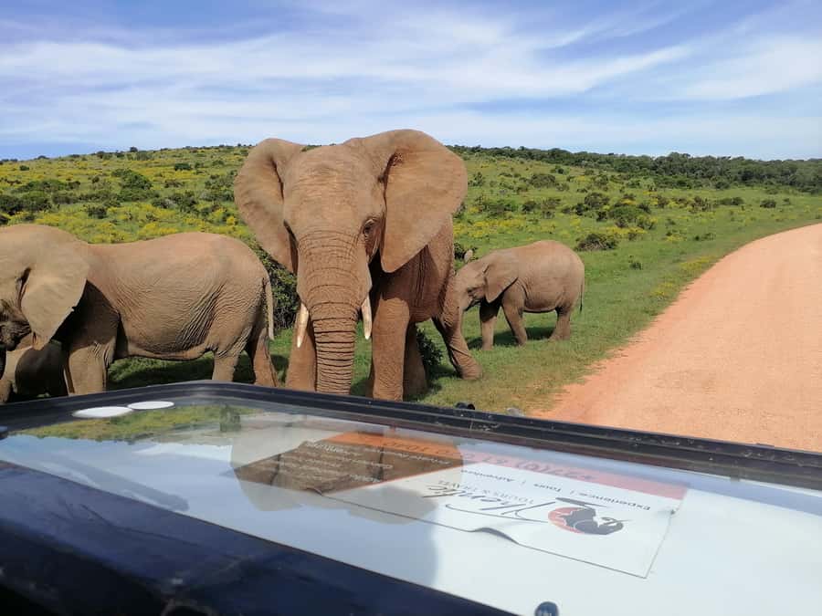 Port Elizabeth: Schotia Private Game Reserve Safari - What to Bring (and What to Watch Out For) in an Open-Vehicle Safari