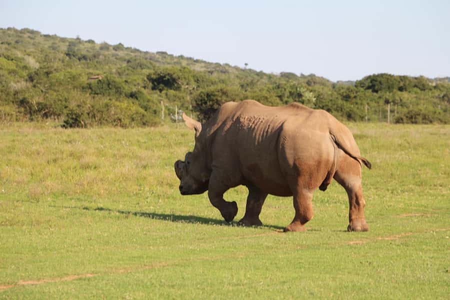 Port Elizabeth: Schotia Private Game Reserve Safari - Port Elizabeth Pickup and the THENTIC TOURS Transfer Time You Can Plan Around