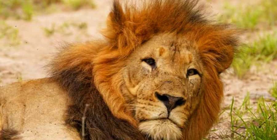 Port Elizabeth: Schotia Safaris Game Reserve Safari - Schotia Private Game Reserve, close to Addo Elephant National Park
