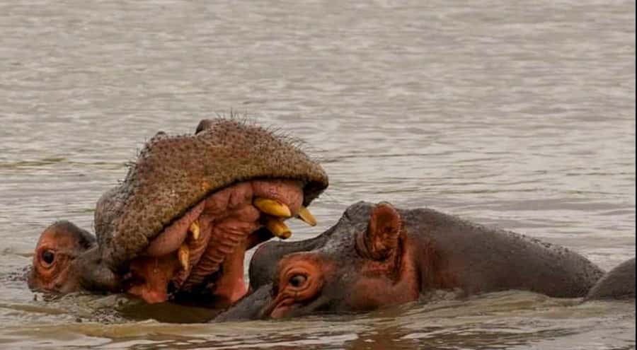 Port Elizabeth: Schotia Safaris Game Reserve Safari - Chasing the Big Five with an open 4x4 and an expert guide