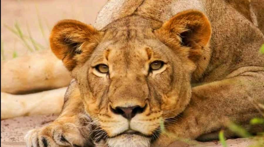 Port Elizabeth: Schotia Safaris Game Reserve Safari - Beyond the Big Five: animals you can realistically cross paths with
