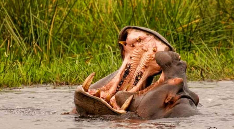 Port Elizabeth: Schotia Safaris Game Reserve Safari - “Give nature some time to communicate” is good advice here