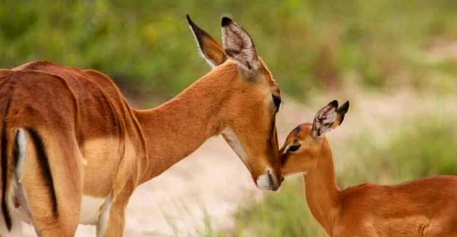 Port Elizabeth: Schotia Safaris Game Reserve Safari - Photos, cameras, and the no-drone rule