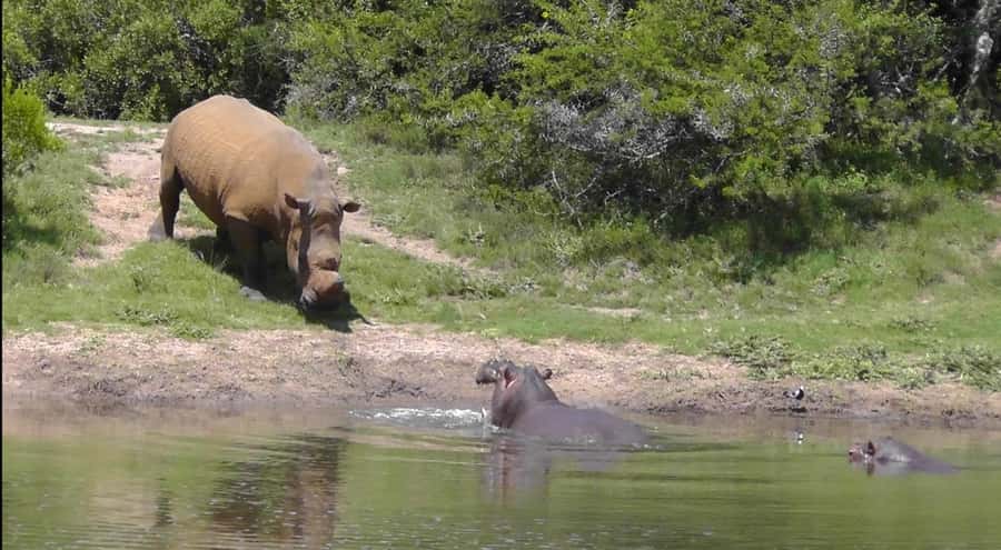Port Elizabeth: Schotia Safaris Game Reserve Safari - Port Elizabeth safari value: what you get for $207 per person