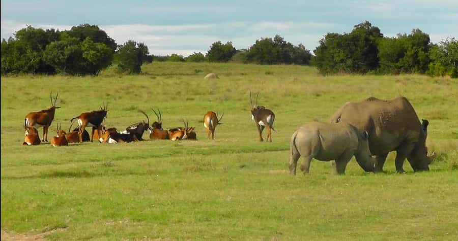 Port Elizabeth: Schotia Safaris Game Reserve Safari - Who should book this Schotia Safari, and who should rethink it