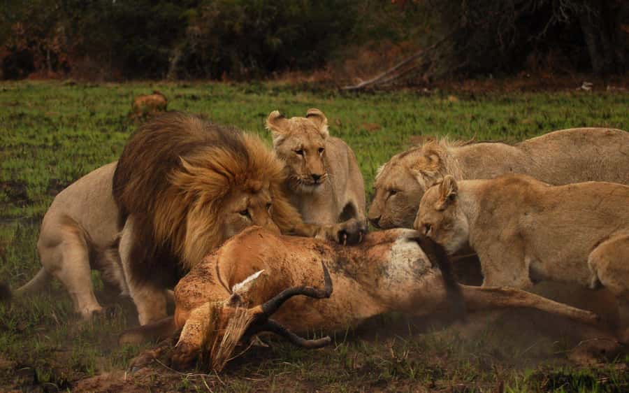 Port Elizabeth: Schotia Safaris Game Reserve Safari - The 5-hour safari flow in Gqeberha, from pickup to return