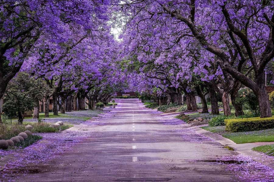 Pretoria: Half-Day City Tour with Hotel Pickup - Price and value at around $109 per person