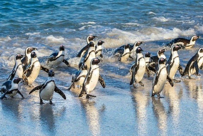 Private 2-Day Cape Town Highlights: Robben Island,Table Mountain Tickets & Wine - Robben Island Day 2: The Ferry Ride and the Site Guide Factor