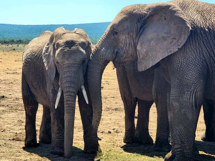 Private Addo Elephant National Park Half Day Tour - Key reasons this private Addo tour gets strong marks