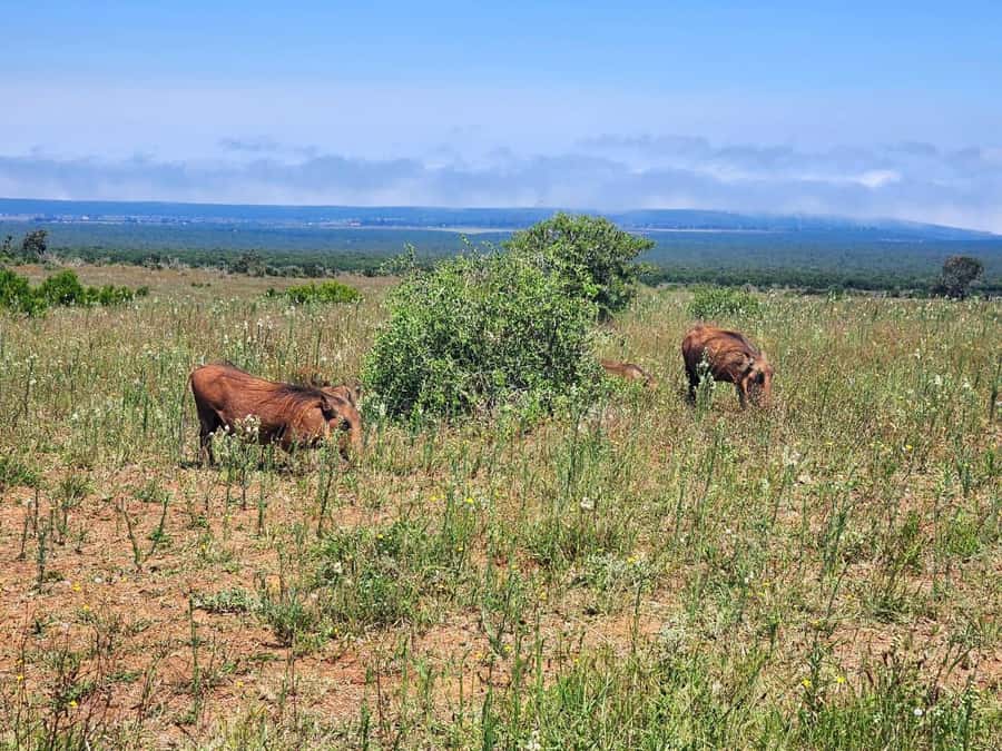 Private Addo Elephant National Park Half Day Tour - Who this private Addo tour suits best