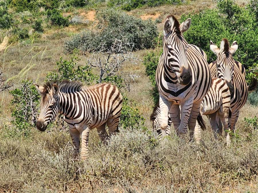 Private Addo Elephant National Park Half Day Tour - A short safari in Addo: why the half-day format works