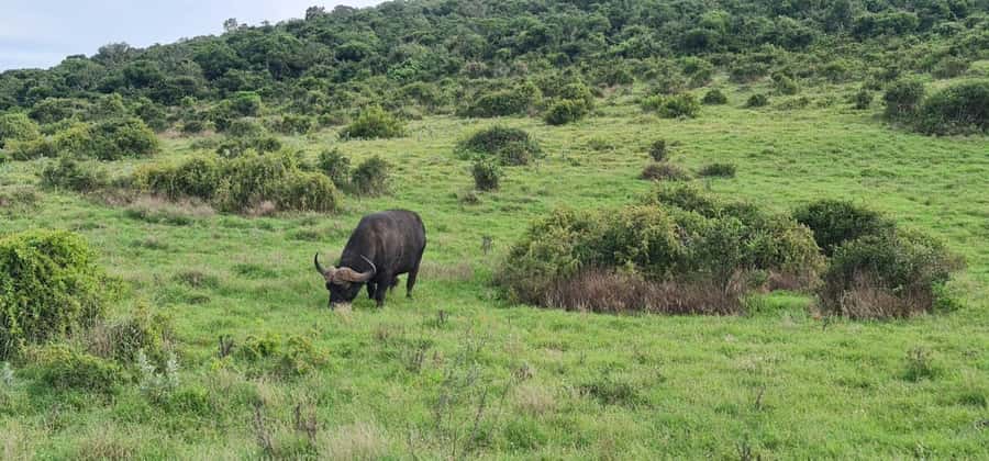 Private Addo Elephant National Park Half Day Tour - The drive plan once you’re inside Addo