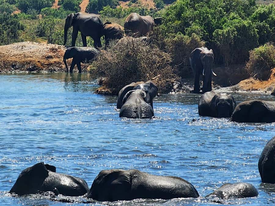 Private Addo Elephant National Park Half Day Tour - Wildlife viewing chances: Big Five energy, plus the side species that steal the show