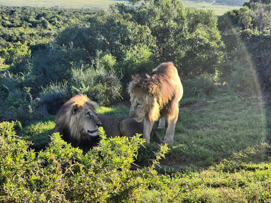 Private Addo Elephant National Park Half Day Tour - Lunch at Cattle Baron: a real break, not a rushed stop