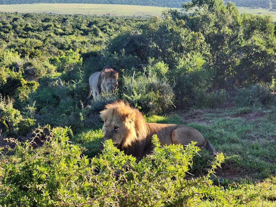 Private Addo Elephant National Park Half Day Tour - Timing, pickup towns, and why they change your experience