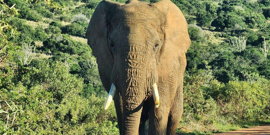 Private Addo Elephant National Park Half Day Tour - Price and value: what $174 per person actually buys you